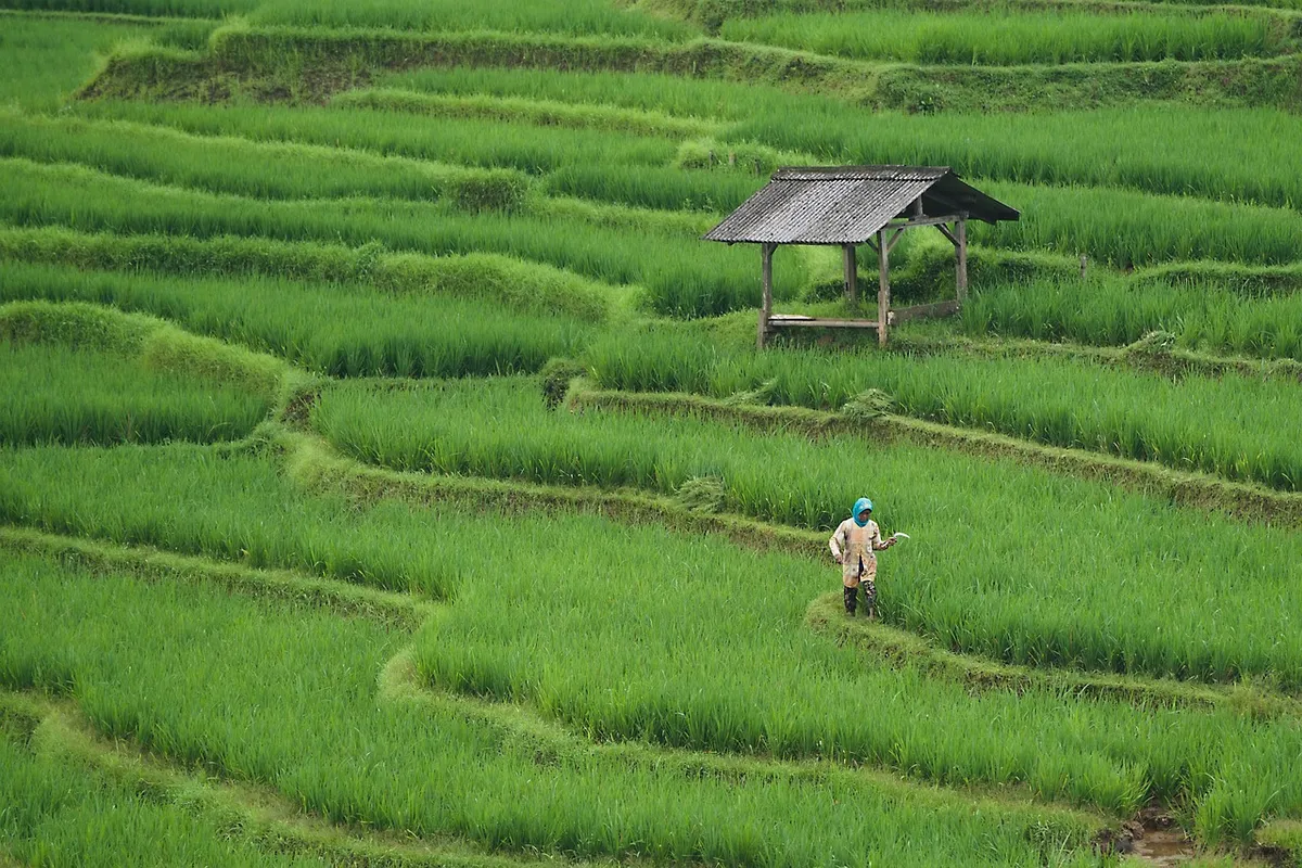 rice field, paddy field, agriculture, farming, farm, nature, green, rice field, agriculture, agriculture, agriculture, agriculture, agriculture, farming, farm