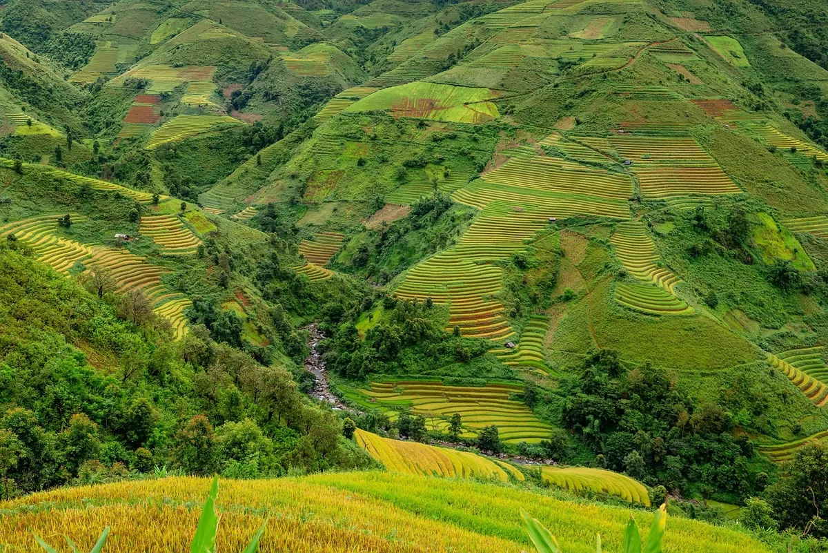 terraces, rice terraces, rice paddies, plantation, rice plantation, farm, farming, rice farm, agriculture, nature, arable land, rural, rice, mountains, vietnam