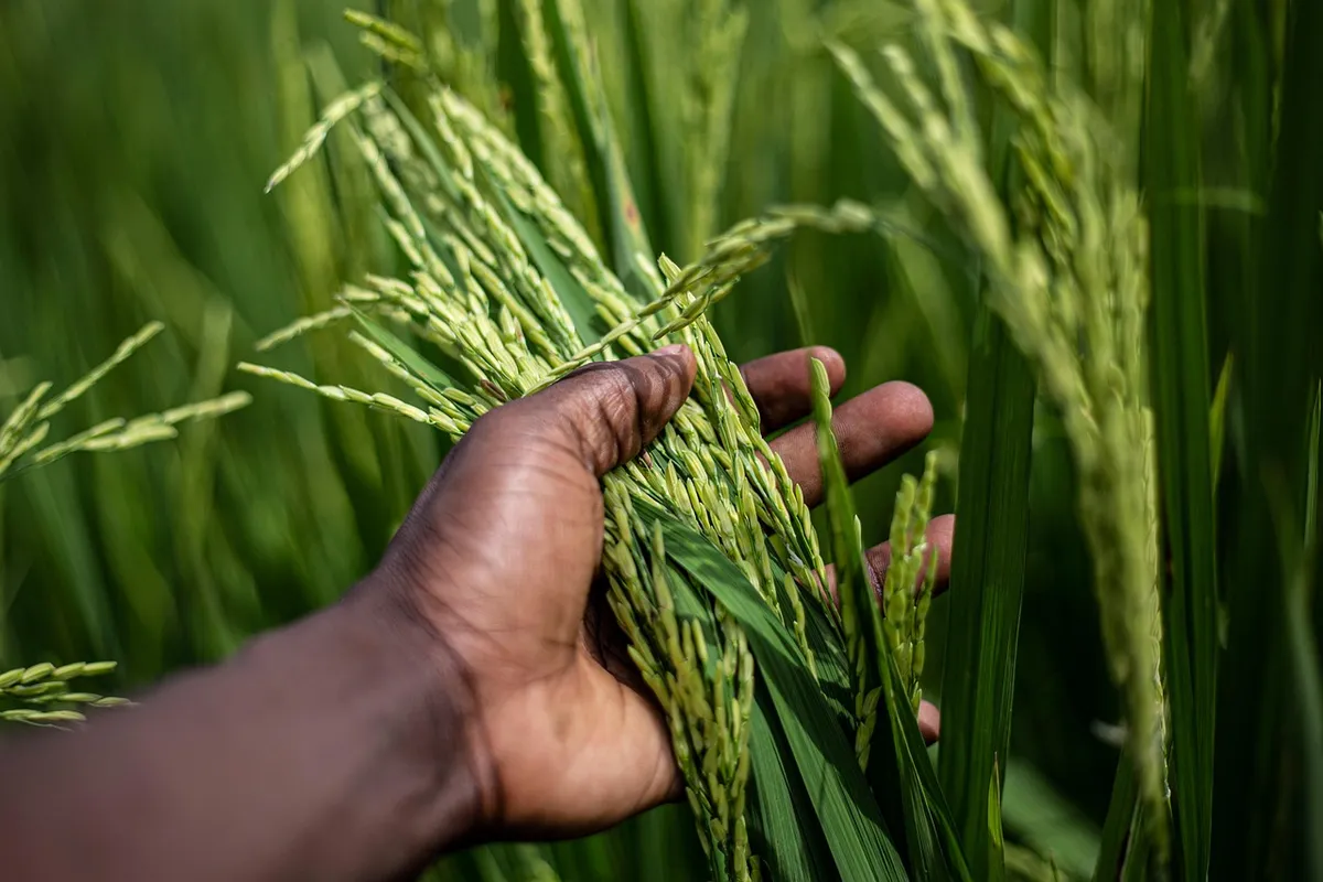 rice, grain, plant, food, harvest, hand, agriculture, farming, cultivation, organic, plantation, landscape, nature, burundi, bujumbura, rice, rice, rice, rice,