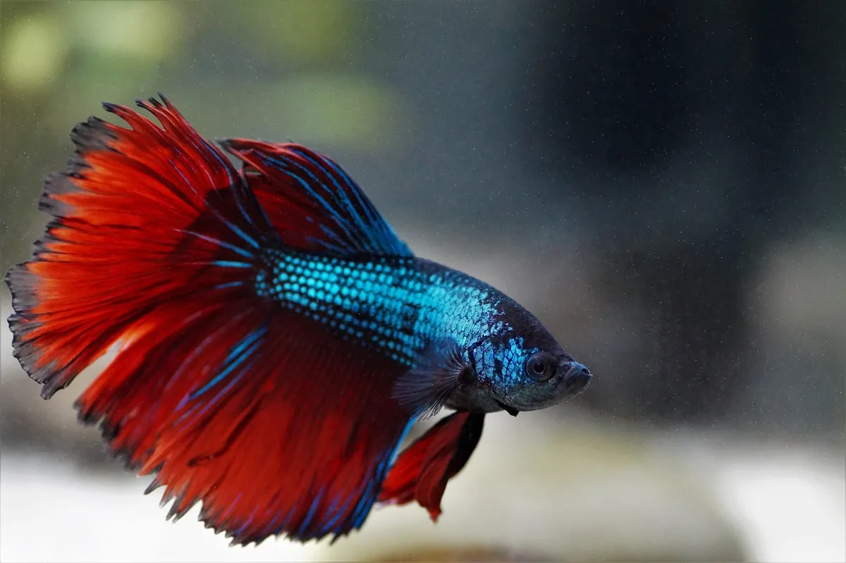 beta, betta, warrior, colorful, aquarium, nature, fish, red, asian, tropical, exotic, veils, beautiful, blue, steel, male